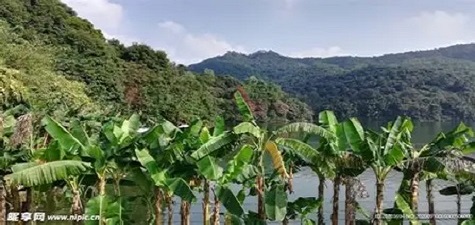 香蕉视频最新 - 自然风光短视频