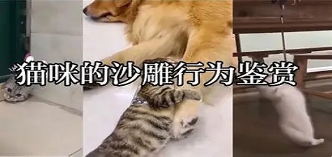 香蕉视频最新 - 萌宠日常分享